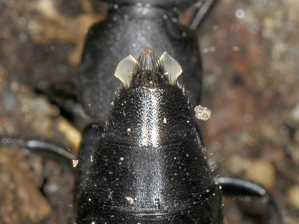 Ocypus olens arrabbiato